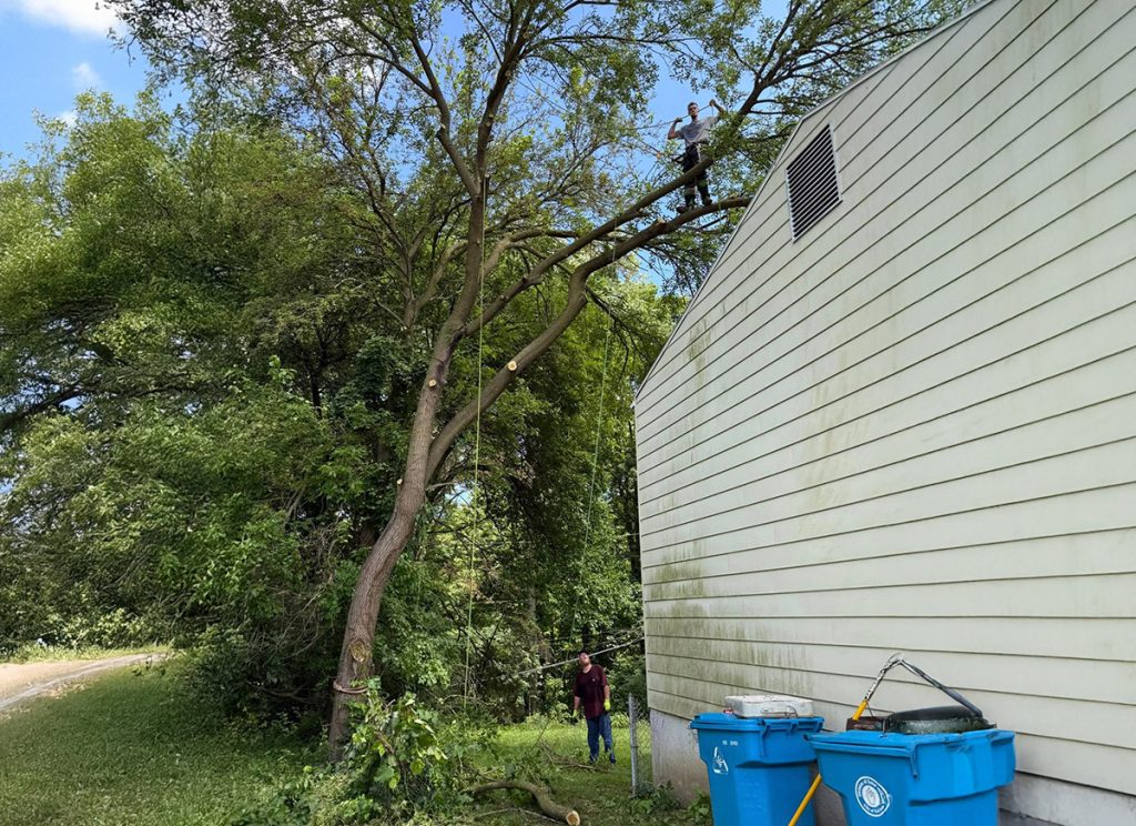 Tree trimming near house
