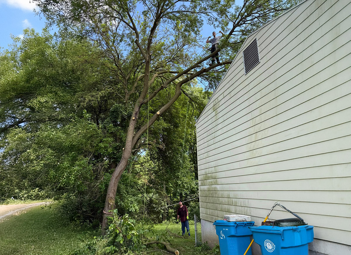 Tree trimming near house